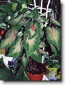 Kaladium, ��ovn�k