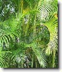 Chrysalidokarpus na�loutl�