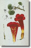 Popenec B�e�anolist�