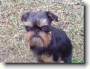 Belgick� grifonek