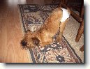 Belgick� grifonek