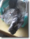 Mainsk� m�val� ko�ka