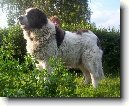 Pyrenejsk� mastin
