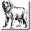 �pan�lsk� mastin