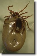 Kl횝ata a Boreli�za