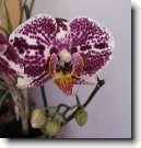 P�stov�n� orchidej�