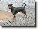 Pin�ov�