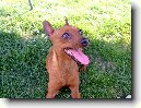 Pin�ov�