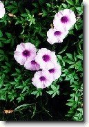 Olov�nec ou�kat�