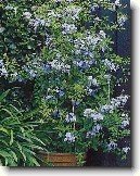 Olov�nec ou�kat�