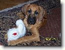 Rhod�sk� ridgeback, Rhod�zsk� ridgeback