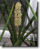 Tch�nin jazyk, tenura