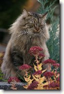 Sibi�sk� ko�ka