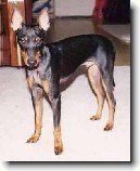 Anglick� toy-teri�r