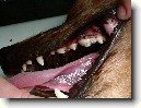 Stomatologie - zubn� v�pln�