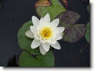 Puzzle on-line