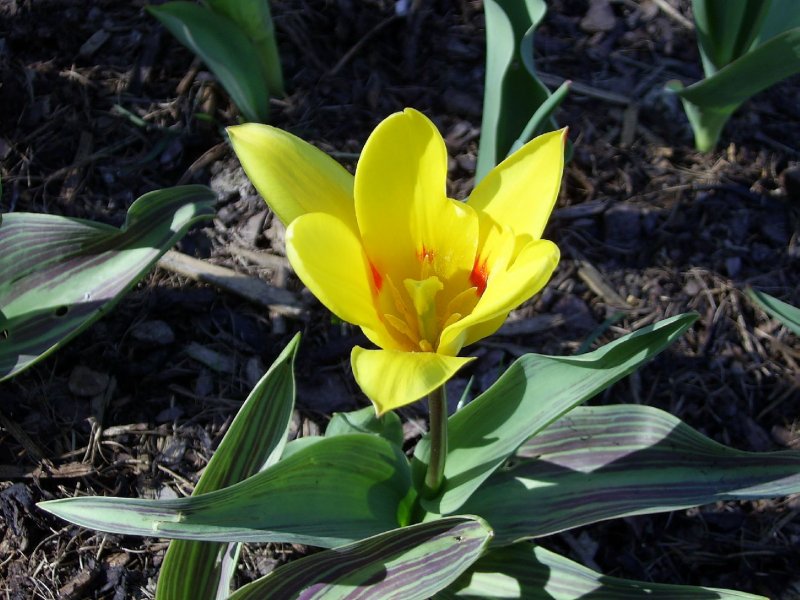 Foto: Jarn� tulip�n