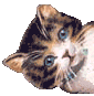 V�ce smajl�k� ke sta�en�