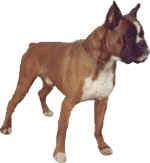 Chovatelska stanice ps�: BOSIM FCI