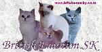 Chovatelska stanice ps�: BRITISH EMOTION, SK