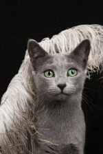 Chovatelska stanice ps�: RUSSO BELLO,CZ