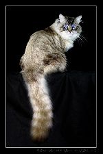 Chovatelska stanice ps�: SILESIA STAR