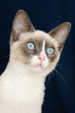 Chovatelska stanice ps�: OREANTA