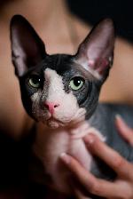 Chovatelska stanice ps�: TROJAN HILL,CZ