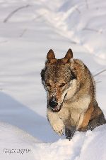 Chovatelska stanice ps�: YZENGRIN