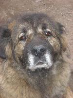 Chovatelska stanice ps�: B�L� P�SKY