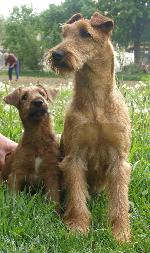 Chovatelska stanice ps�: SAINT DEVILS