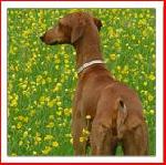 Chovatelska stanice ps�: DINUR DE TIRO