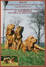 Chovatelska stanice ps�: ISEB CS