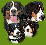 Chovatelska stanice ps�: Z �ERVEN�HO KAME�A