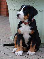 Chovatelska stanice ps�: V�SP SWISSY - QUARTERWORLD