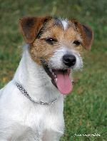 Chovatelska stanice ps�: DAVINIKA