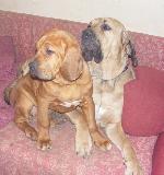 Chovatelska stanice ps�: OF FAZENDA DOS AMIGOS DA VIDA