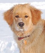 Chovatelska stanice ps�: SHEHAWEH