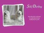 Chovatelska stanice ps�: SILK DARLING