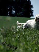 Chovatelska stanice ps�: ROYAL RIVES