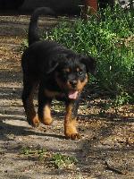 Chovatelska stanice ps�: OD LABSK�HO STR��CE