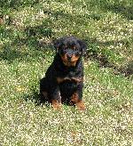 Chovatelska stanice ps�: OD SYR�VKY