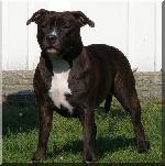 Chovatelska stanice ps�: WHITE DART