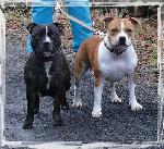 Chovatelska stanice ps�: BEE-MASTER