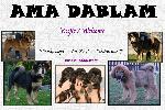 Chovatelska stanice ps�: AMA DABLAM