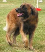 Chovatelska stanice ps�: HA-LA-M�