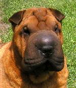 Chovatelska stanice ps�: GAMPI PEI