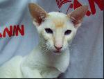 Chovatelska stanice ps�: ELVIS CAT