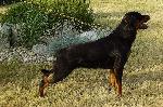 Chovatelska stanice ps�: BOHEMIA ORTLES