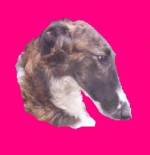 Chovatelska stanice ps�: EARL'S LEGEND